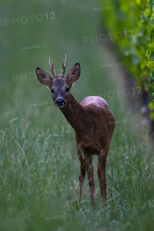 Roebuck