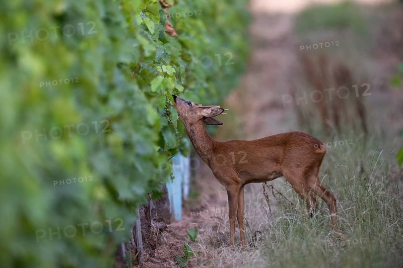 Roebuck