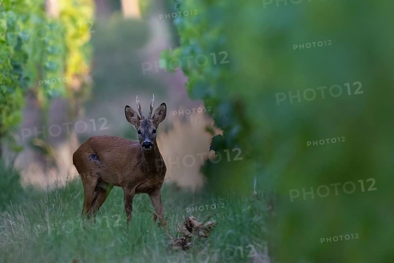 Roebuck