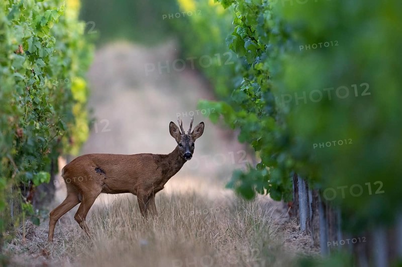 Roebuck