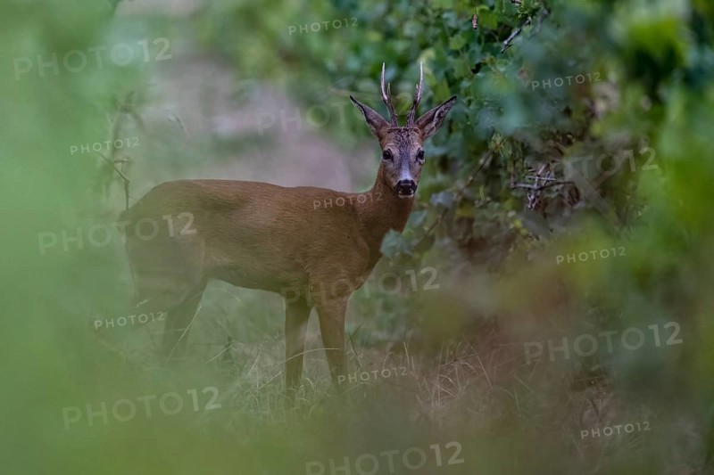 Roebuck