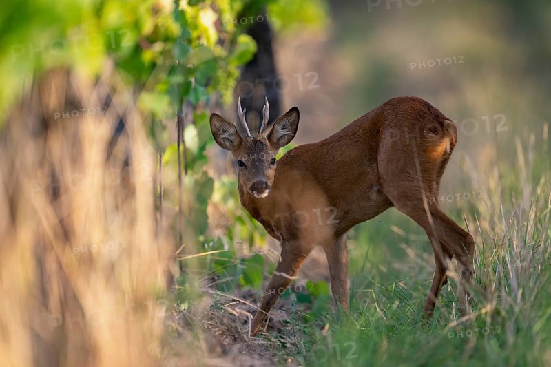 Roebuck