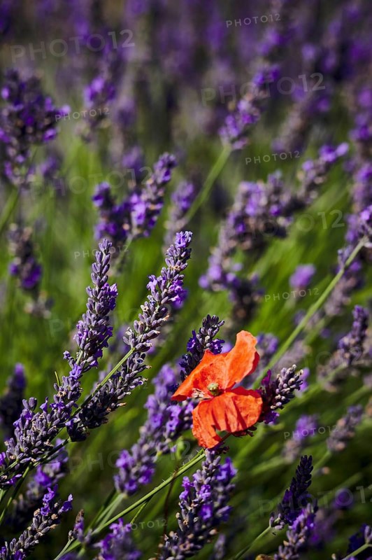 Lavender