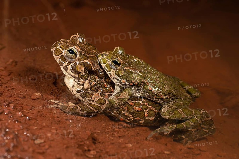 European green toad