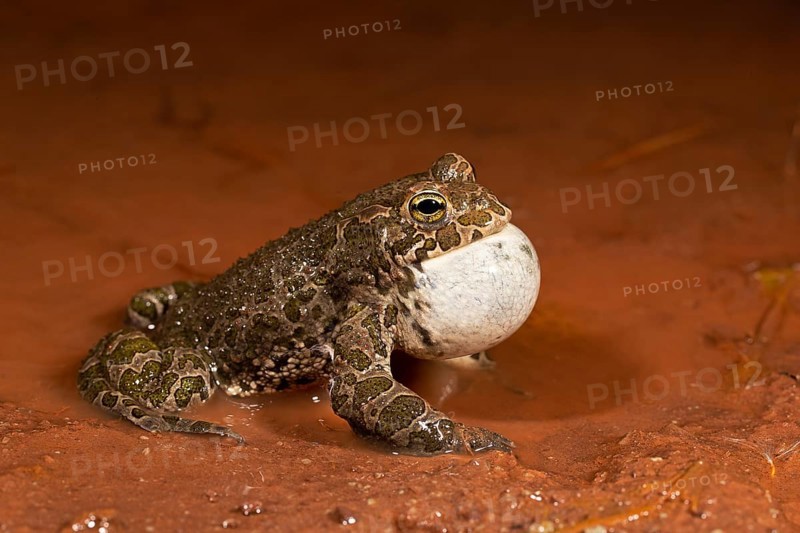 European green toad