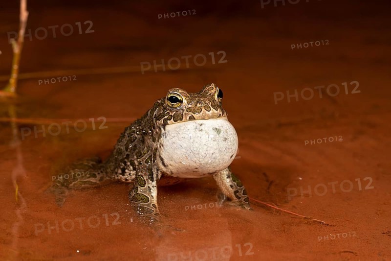 European green toad