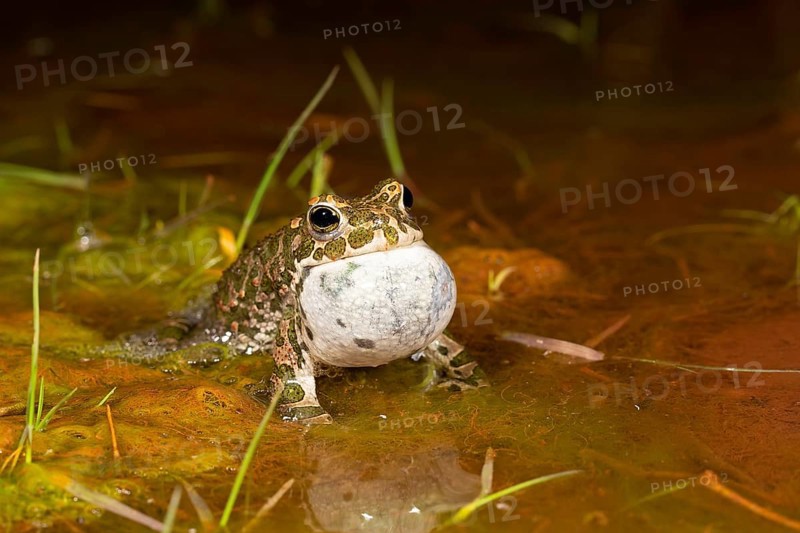 European green toad