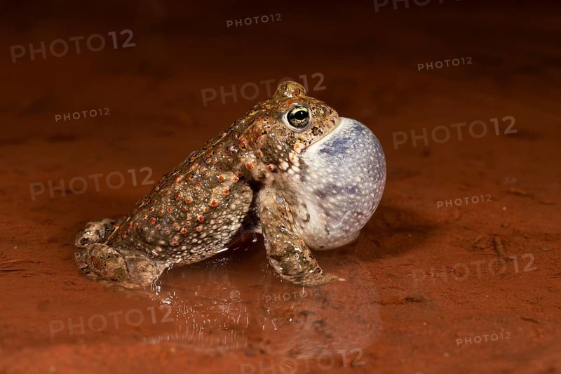 Natterjack toad