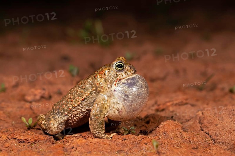 Natterjack toad