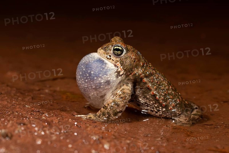 Natterjack toad