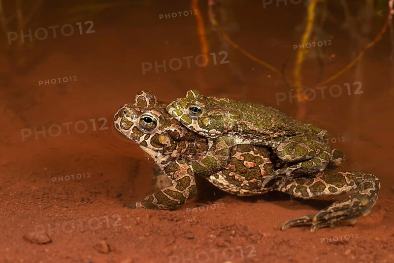 European green toad
