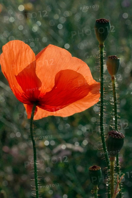 Poppy pod in field