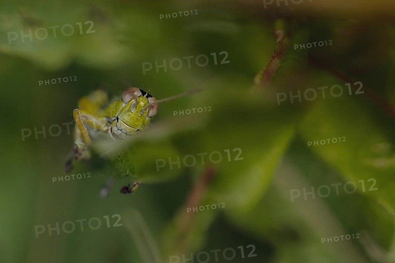 Green Mountain Grasshopper
