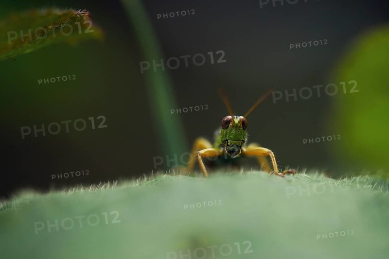Green Mountain Grasshopper