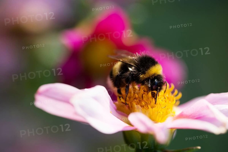 Bumblebee on flower