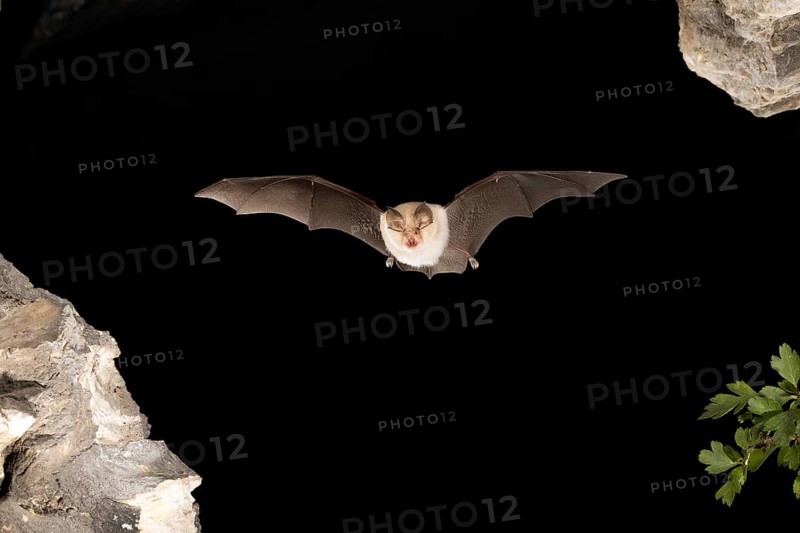 Lesser horseshoe bat