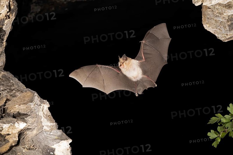 Lesser horseshoe bat