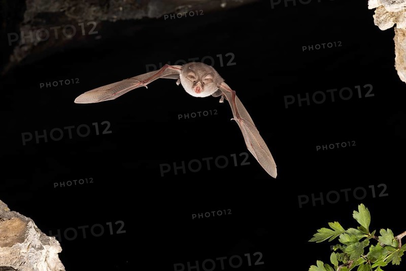 Lesser horseshoe bat
