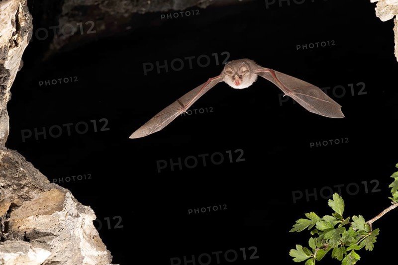 Lesser horseshoe bat