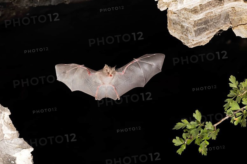 Lesser horseshoe bat