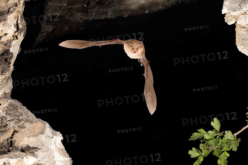 Lesser horseshoe bat