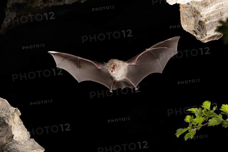 Lesser horseshoe bat