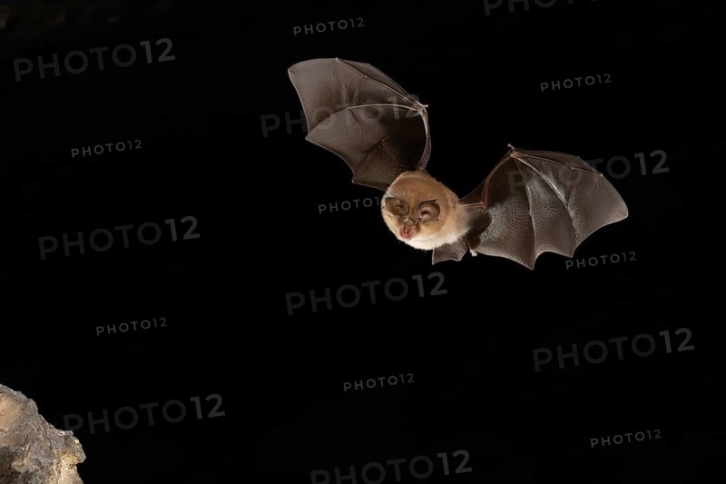 Lesser horseshoe bat