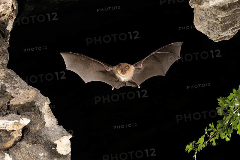 Lesser horseshoe bat
