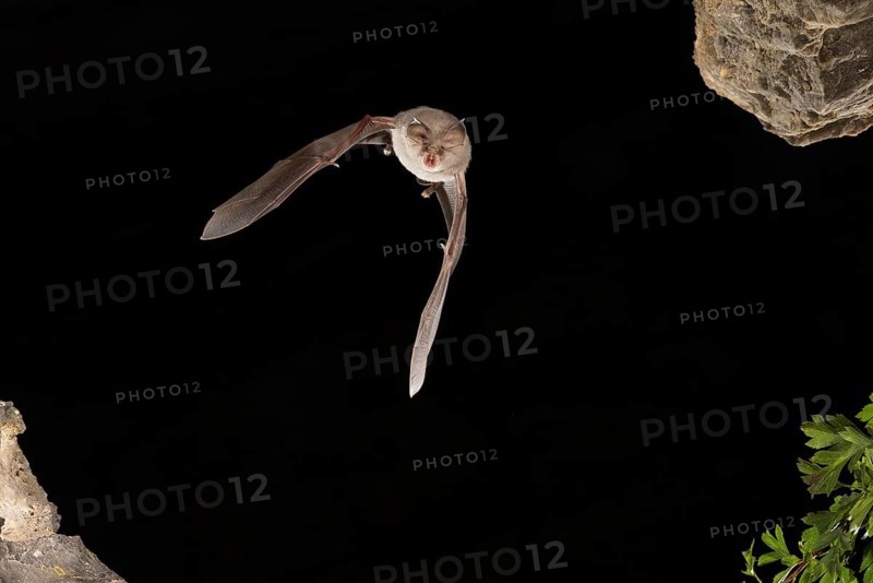Lesser horseshoe bat