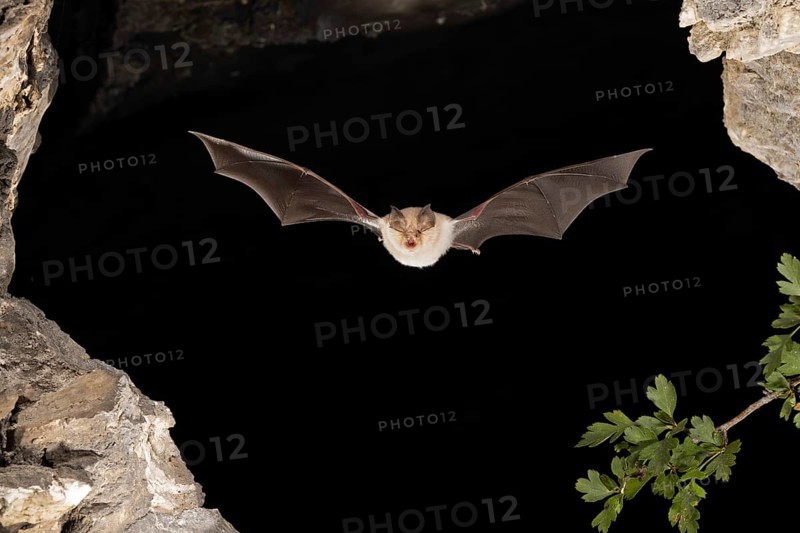 Lesser horseshoe bat