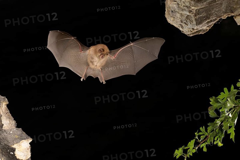 Lesser horseshoe bat