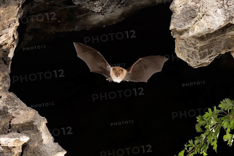 Lesser horseshoe bat