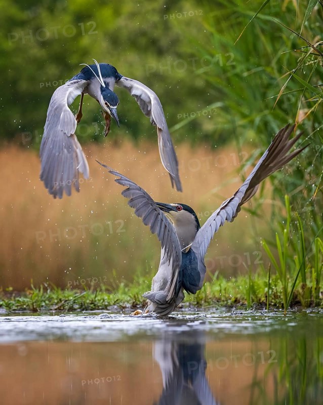 Black crowned night heron