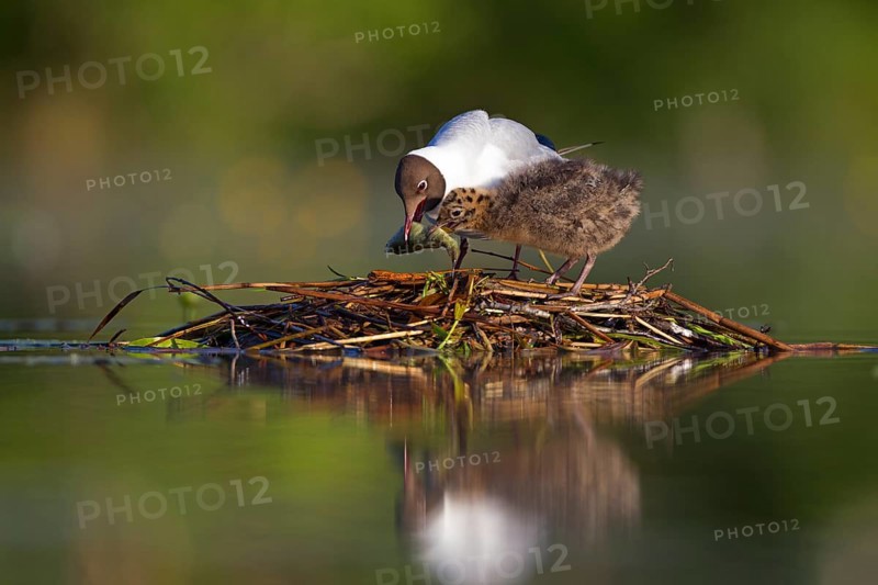 Black-headed Black-headed Gull