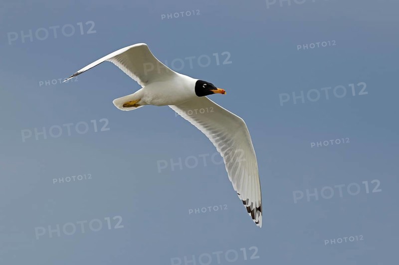 Pallas's gull