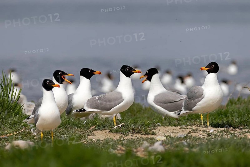 Pallas's gull