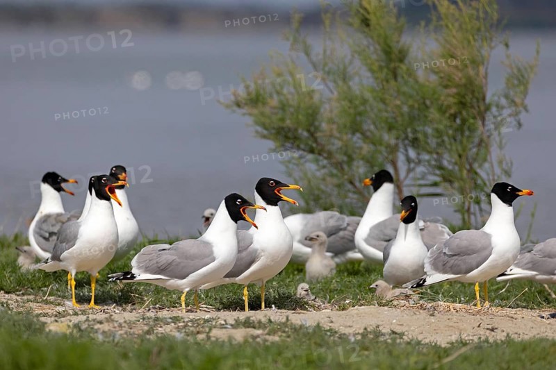 Pallas's gull