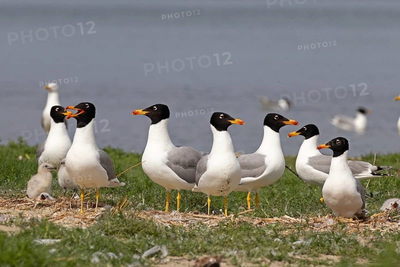 Pallas's gull
