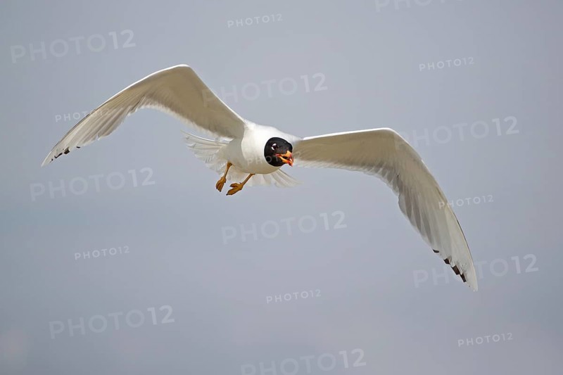 Pallas's gull