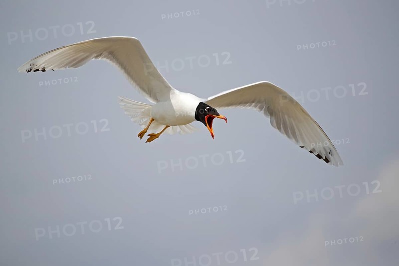 Pallas's gull