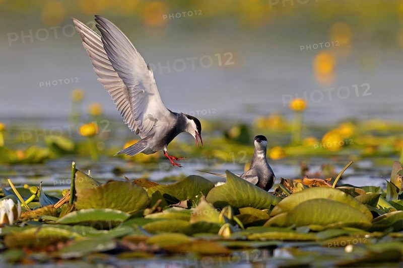 Whiskered Tern