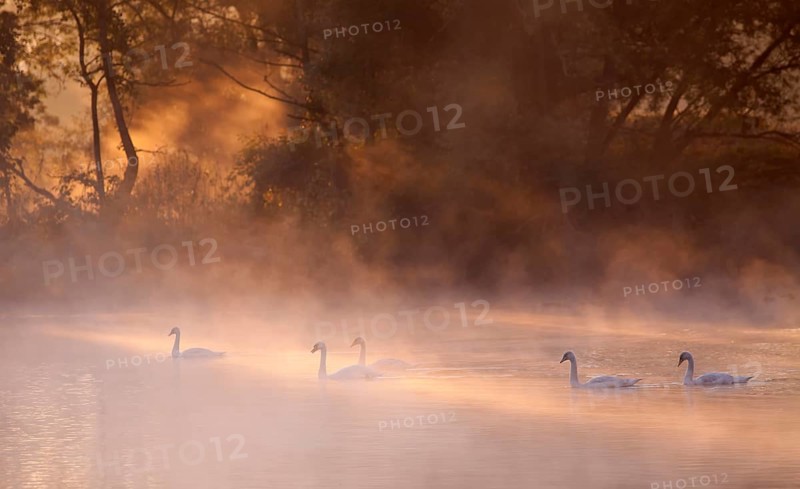 Mute swans on the Ruhr