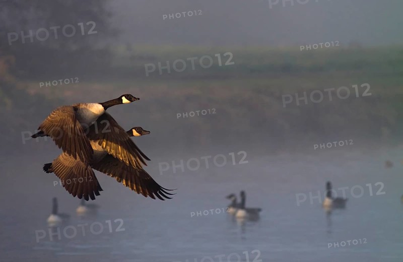 Canadian geese