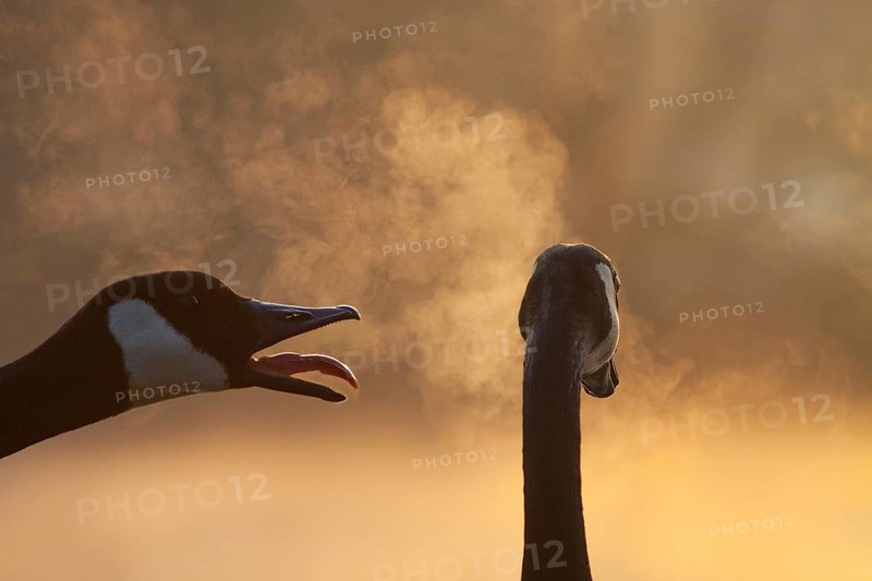 Canadian geese