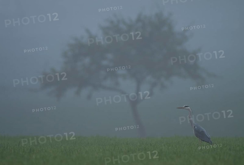 Gray Heron