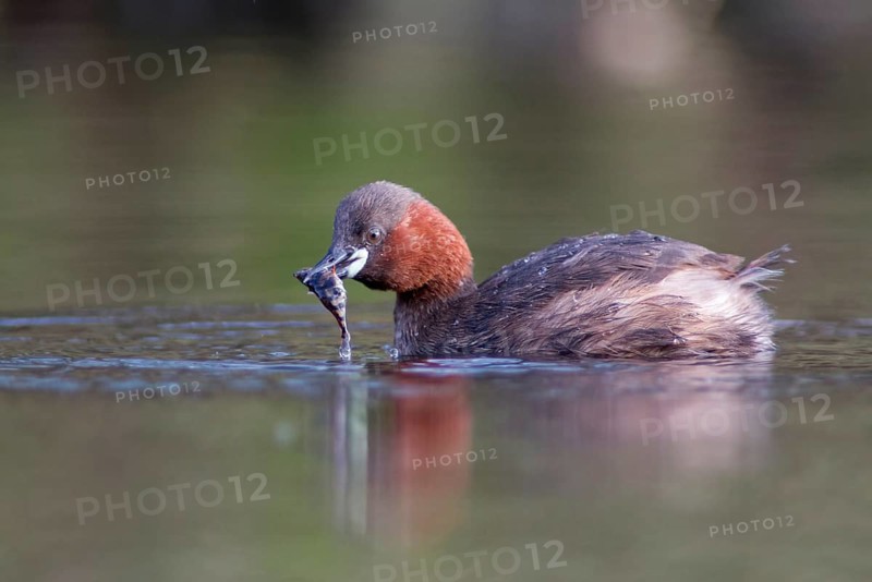 Little Grebe with Stickleback