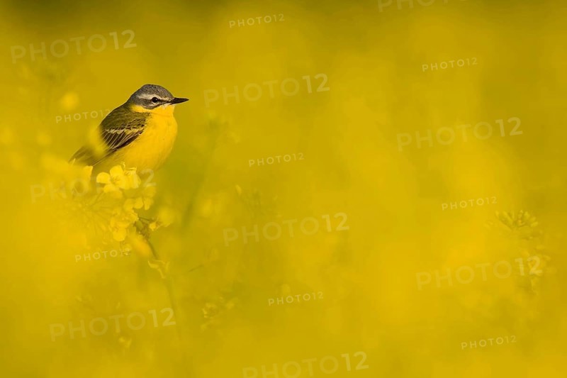 Yellow Wagtail in Oilseed Rape