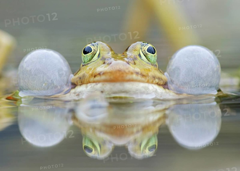 Water frog