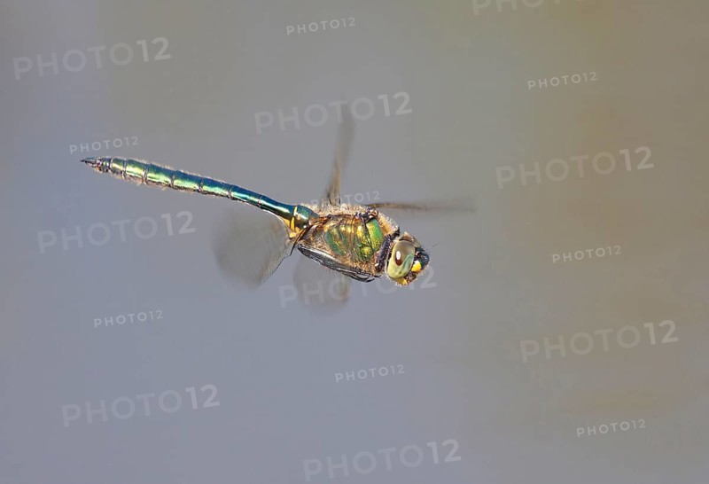 Shiny Emerald Damselfly