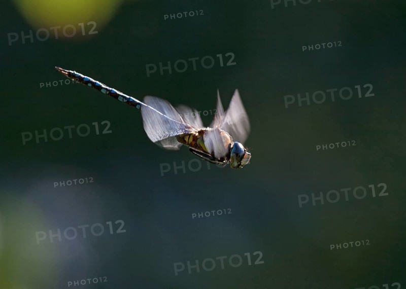 Blue-green Mosaic Dragonfly